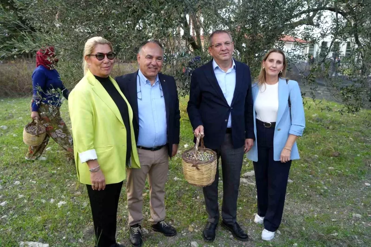 ayvalikta zeytin hasadi ve ihracat hedefleri YURhiHDA.jpg